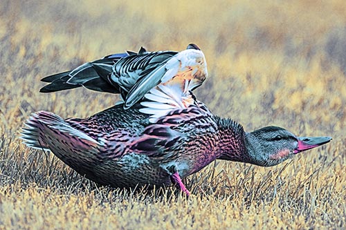 Duck Pictures