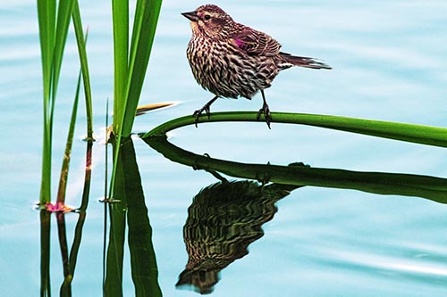 Female Red Winged Blackbird Casts Reflection Atop Bent Water Reed