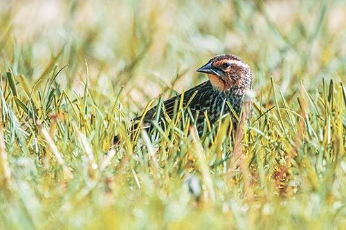 Blackbird Pictures