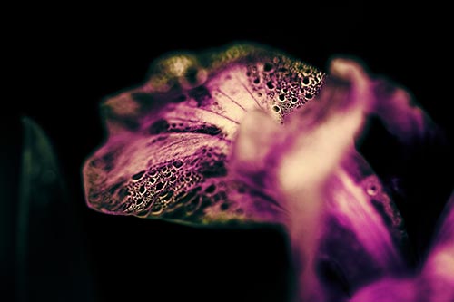 Fish Faced Dew Covered Iris Flower Petal
