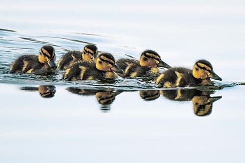 Five Baby Mallard Ducklings Swimming Across Lake Water