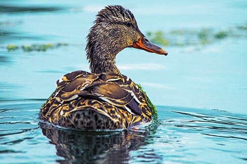 Floating Female Mallard Duck Glancing Sideways