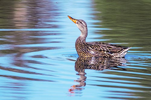 Duck Pictures