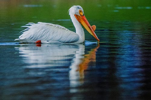 Floating Pelican Reflection Among Lake Water