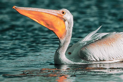 Floating Pelican Swallows Fishy Dinner