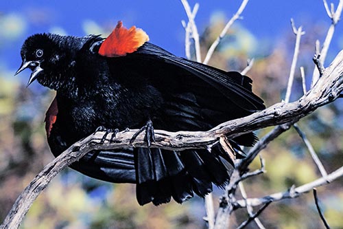 Blackbird Pictures