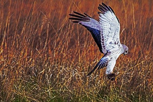 Flying Northern Harrier Marsh Hawk Captures Rodent