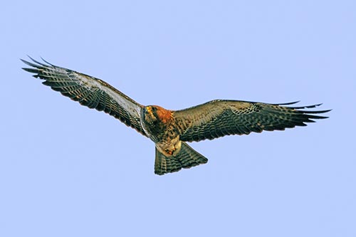 Flying Rough Legged Hawk Patrolling Sky