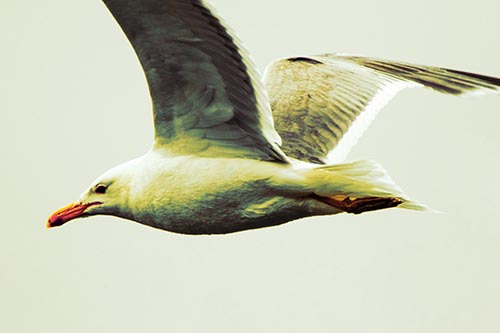 Flying Seagull Close Up During Flight