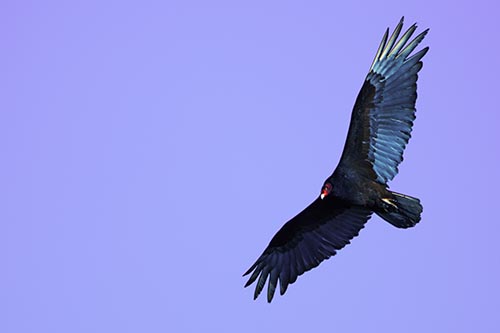 Flying Turkey Vulture Hunts For Food