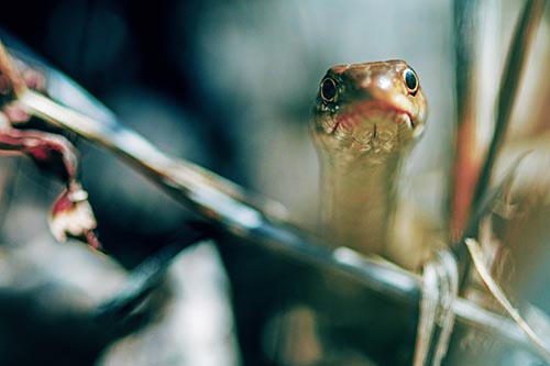 Garter Snake Peeking Head Above Sticks