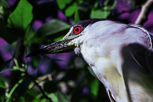 Gazing Black Crowned Night Heron Among Tree Branches