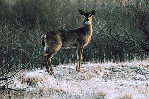 Gazing White Tailed Deer Standing Atop High Ground