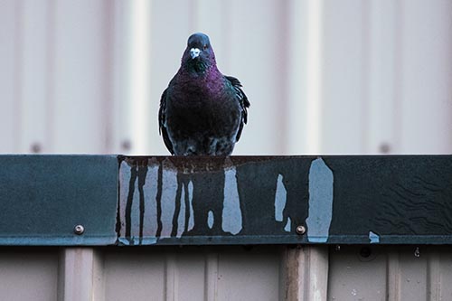 Glaring Pigeon Keeping Watch Along Steel Roof Edge