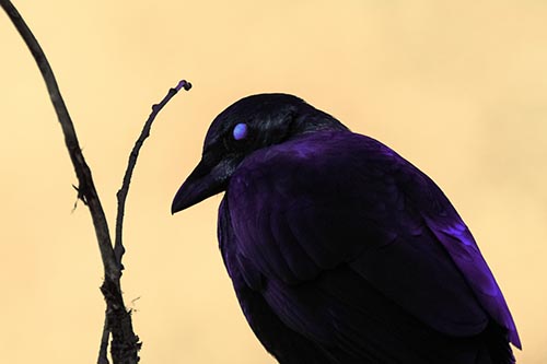 Glazed Eyed Crow Hunched Over Atop Tree Branch