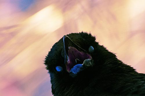 Glazed Eyed Tongue Screaming Crow