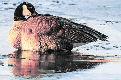 Goose Resting Atop Ice Frozen River