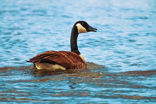 Goose Swimming Down River Water