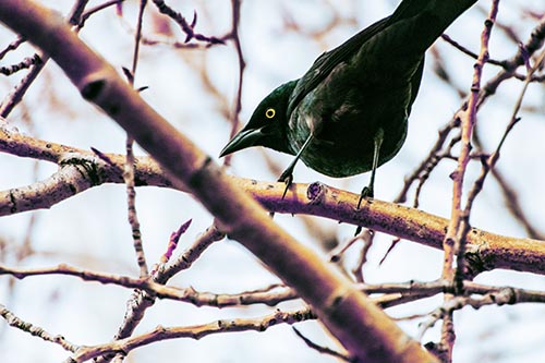 Grackle Pictures