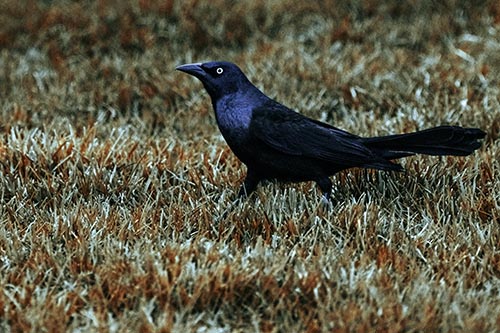 Grackle Pictures