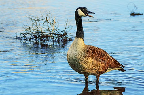 Goose Pictures