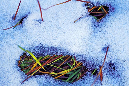 Grass Blade Face Pierces Through Melting Snow