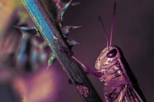 Grasshopper Hangs Onto Weed Stem