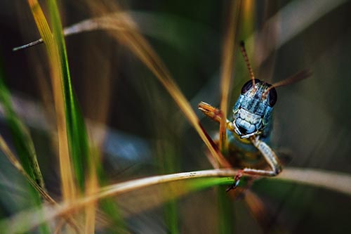 Grasshopper Pictures