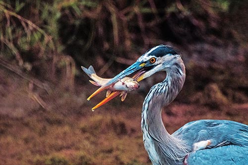 Heron Pictures