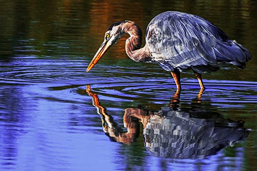 Great Blue Heron Snatches Pond Fish