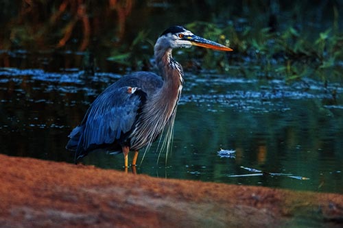 Great Blue Heron Standing Among Shallow Water