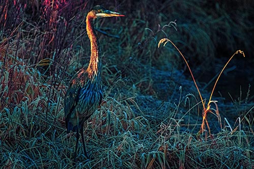 Great Blue Heron Standing Tall Among Feather Reed Grass