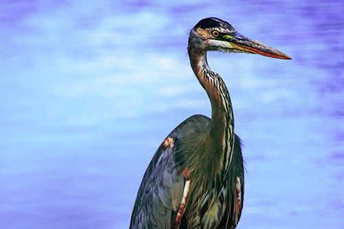 Great Blue Heron Standing Tall Among River Water