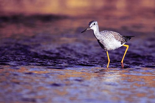 Greater Yellowlegs Bird Walking On River Water
