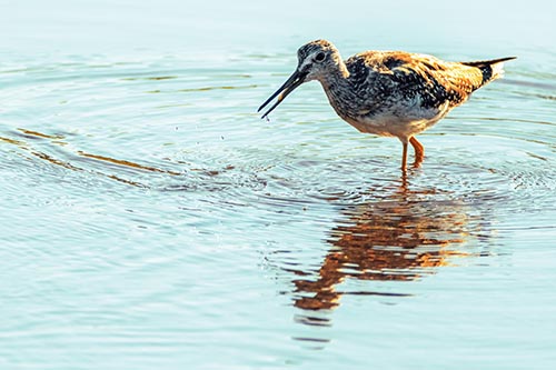 Yellowleg Pictures