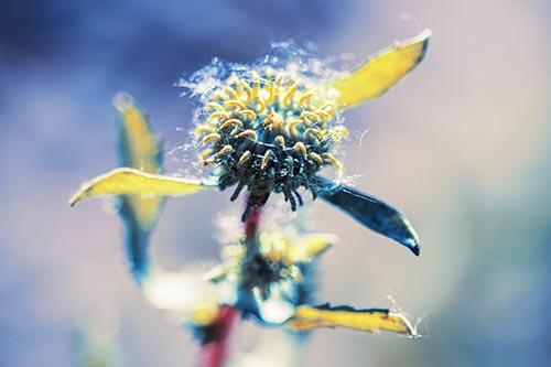 Hairy Gumplant Flower Embracing Sunshine