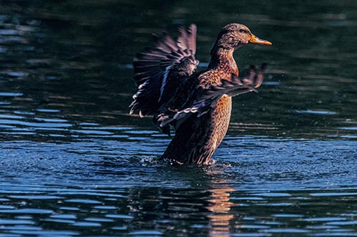 Happy Mallard Duck Flapping Wings Towards Sunshine