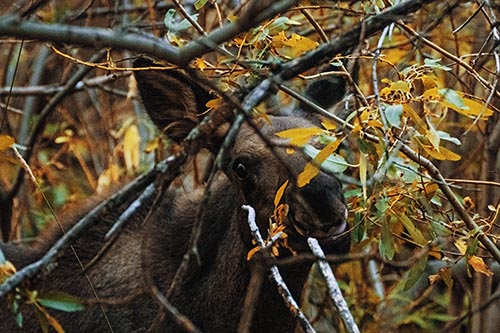 Happy Moose Smiling Behind Tree Branches