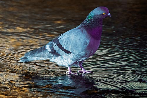 Head Tilting Pigeon Wading Atop River Water