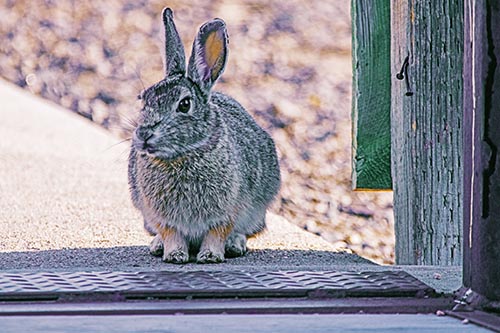 Hesitant Bunny Rabbit Considers Crossing Wooden Bridge