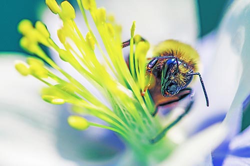 Honey Bee Crawling Among Columbine Flower