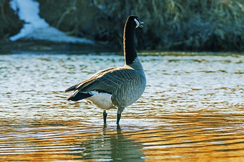 Honking Canadian Goose Standing Among River Water
