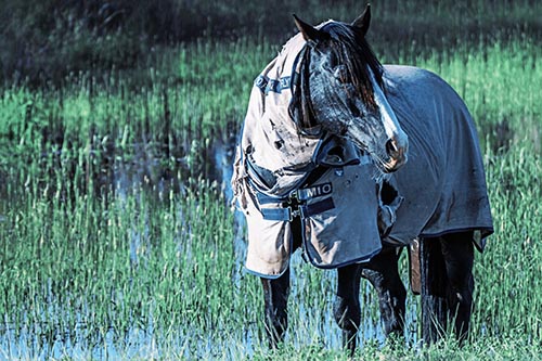 Horse Wearing Coat Atop Wet Grassy Marsh
