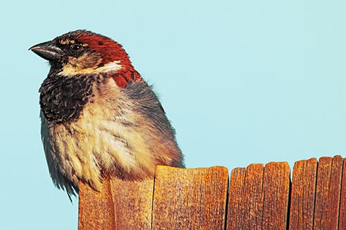 House Sparrow Perched Atop Wooden Post