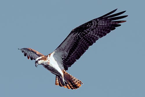 Hawk Pictures