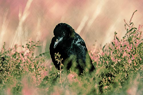 Hunched Over Raven Among Dying Plants