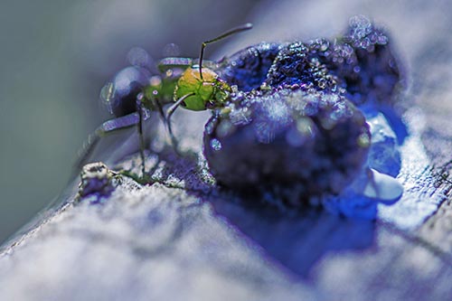 Ant Pictures