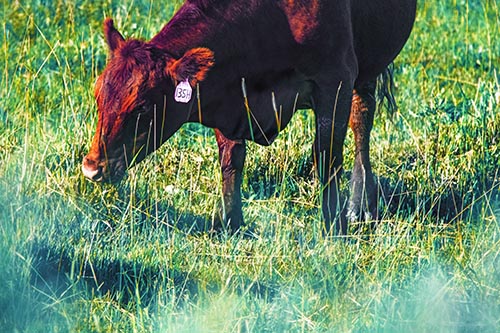 Hungry Cow Enjoying Grassy Meal