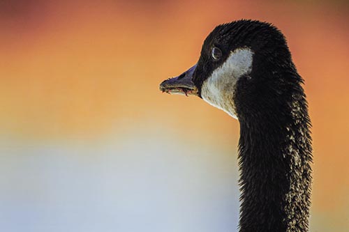 Hungry Crumb Mouthed Canadian Goose Senses Intruder