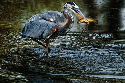 Heron Pictures